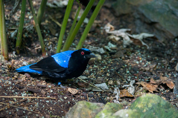 Asian Fairy Bluebird (Irena puella) black plumage body, dark blue wing and head plumage with nature blurred background