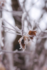 frost on the branches