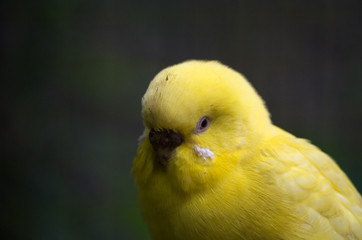 The budgerigar (Melopsittacus undulatus) 