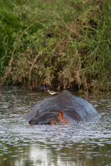 Fototapeta premium Huge hippo in the Serengeti National Park, Tanzania