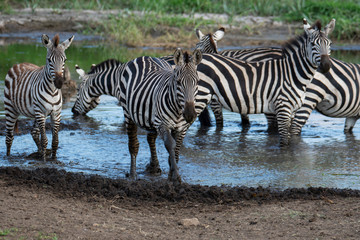 Obraz na płótnie Canvas Herd of zebra in the wild savannah, Serengeti National Park, Tanzania