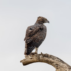 Bateleur eagle perched on a branch, Tanzania
