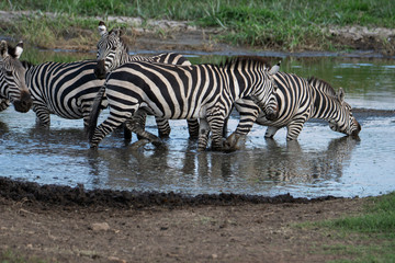 Fototapeta na wymiar Herd of zebra in the wild savannah, Serengeti National Park, Tanzania