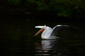 The Dalmatian pelican (Pelecanus crispus) is the most massive member of the pelican family.