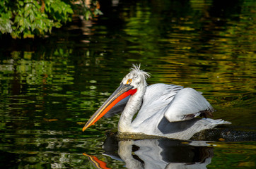 The Dalmatian pelican (Pelecanus crispus) is the most massive member of the pelican family.