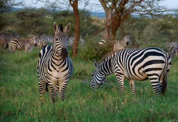 Fototapeta na wymiar Herd of zebra in the wild savannah, Serengeti National Park, Tanzania