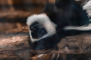 Close up portrait of monkey in the Prague Zoological garden, Czech Republic