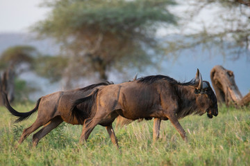 Fototapeta premium blue wildebeest (Gnu or Connochaetes taurinus) in the Serengeti national park, Tanzania