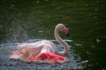 A Greater Flamingo (Phoenicopterus roseus) cleans his plumage with fresh water