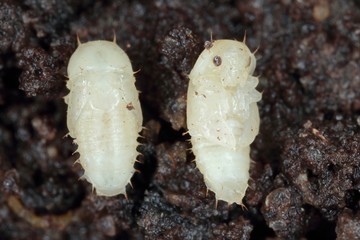 Pupa of Carpophilus hemipterus (dried fruit beetle) is a species of sap-feeding beetle in the family Nitidulidae. It is a pest of ripe and dried fruits.