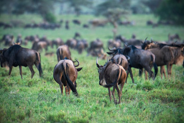Naklejka na ściany i meble blue wildebeest (Gnu or Connochaetes taurinus) in the Serengeti national park, Tanzania