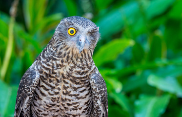 great grey owl