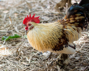 rooster and chicken