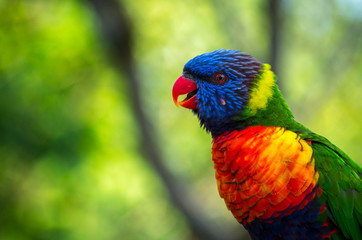 Rainbow lorikeets (Trichoglossus haematodus) are brightly colored, medium-sized parrots that are not considered to be established in the wild in New Zealand.