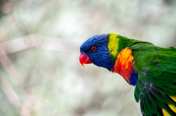 The rainbow lorikeet (Trichoglossus moluccanus) is a species of parrot found in Australia. Its habitat is rainforest, coastal bush and woodland areas.