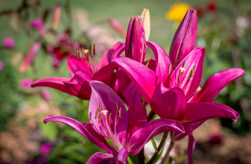 pink and yellow tulips