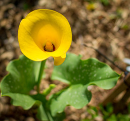 yellow flower on green background