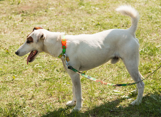 Obraz na płótnie Canvas white dog with brown spots for a walk