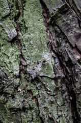 bark texture