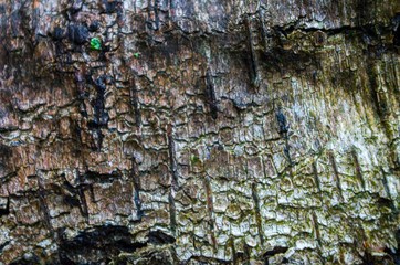 bark texture