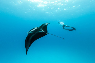 Male free diver and Giant oceanic manta ray, Manta Birostris, hovering underwater in blue ocean....