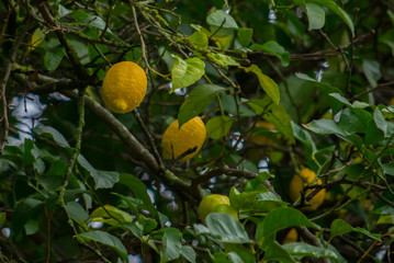 Citrus sinensis, also known as the Citrus aurantium (Sweet Orange Group), includes the commonly...