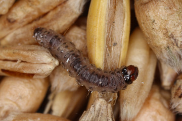 Caterpillar of European grain worm or European grain moth Nemapogon granella is a species of tineoid moth from fungus moth family (Tineidae), Common pest of stored products and pest in homes