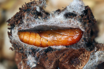 Pupa of European grain worm or European grain moth Nemapogon granella is a species of tineoid moth. It belongs to the fungus moth family (Tineidae), Common pest of stored products and pest in homes