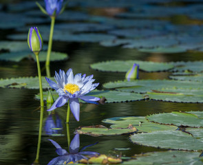 white water lily