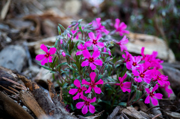Pink flower (Phlox douglasii)