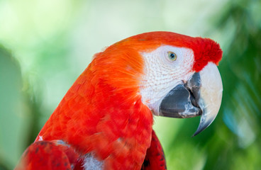red and green macaw