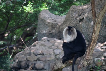 Black skin white hair langur on a tree