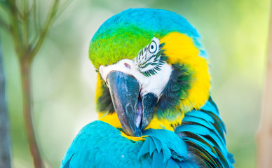 blue and yellow macaw
