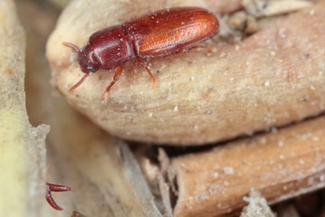 agriculture, animal, animals, arthropoda, background, beetle, beetles, biology, brown, bug, butterfly, cereal, close, closeup, coleopteran, crop, entomology, environment, farm, fauna, field, flour, fl