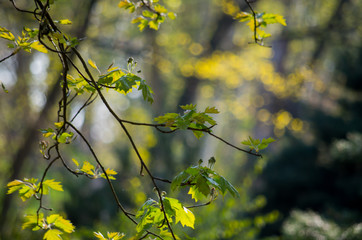 Leaves in the morning sun