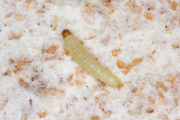 Caterpillar of indian mealmoth or Indianmeal moth Plodia interpunctella of a pyraloid moth from the family Pyralidae is common pest of stored products and pest of food in homes