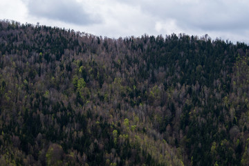 Fir forest on a hill next to the mountain side