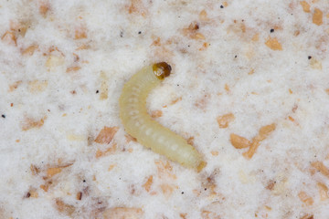 Caterpillar of indian mealmoth or Indianmeal moth Plodia interpunctella of a pyraloid moth from the family Pyralidae is common pest of stored products and pest of food in homes
