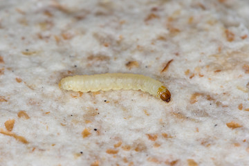 Caterpillar of indian mealmoth or Indianmeal moth Plodia interpunctella of a pyraloid moth from the family Pyralidae is common pest of stored products and pest of food in homes
