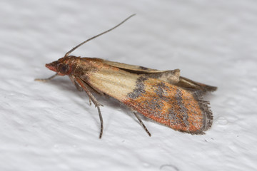 Indian mealmoth Plodia interpunctella of a pyraloid moth of the family Pyralidae is common pest of...