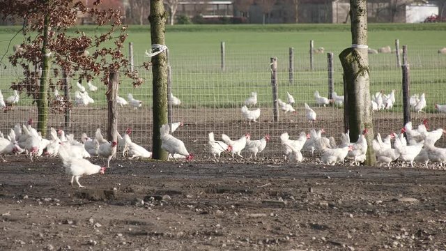 White Free-range chickens at farmland in the Netherlands running around