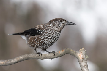 The spotted nutcracker (Nucifraga caryocatactes)	