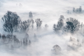 Aerial view over the misty forest