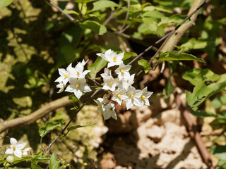 (Solanum jasminoides) Morelle faux-jasmin aux petites fleurs blanc pur, étoilées et lobées aux...
