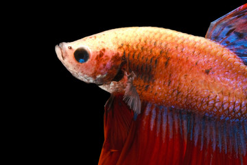 Texture of white head betta fish solated on black background.