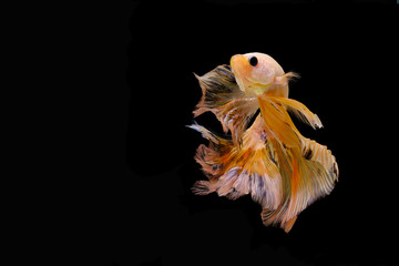 Yellow betta fish, Siamese fighting fish, betta splendens (Halfmoon betta, Pla-kad (biting fish) isolated on black background.