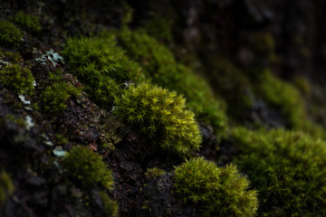Closeup green moss on a tree