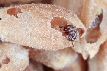 Rhyzopertha dominica commonly as the lesser grain borer, American wheat weevil, Australian wheat weevil, and stored grain borer in damaged grain. It is pest of stored cereal grains worldwide.