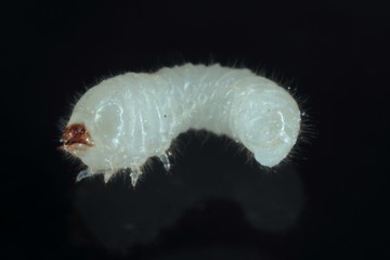 Larva of Rhyzopertha dominica commonly as the lesser grain borer, American wheat weevil, Australian...