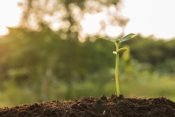 the seedling are growing from the rich soil to the morning sunlight that is shining, seedling, cultivation. agriculture, horticulture. greenery,.ecology concept..